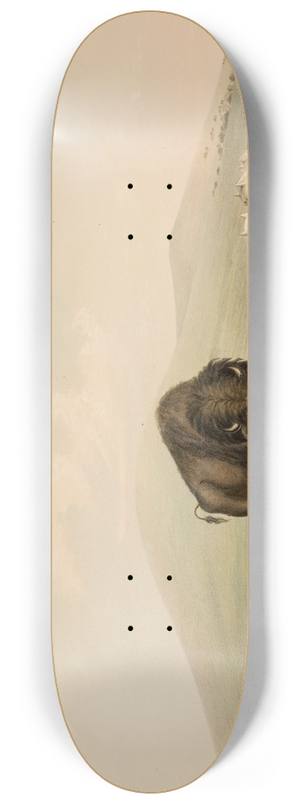 George Catlin - Buffalo Hunt, White Wolves Attacking A Buffalo Bull 8.25 inch art skate deck