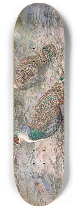 George Edward Lodge - Bornean Peacock Pheasant 8.25 inch art skate deck