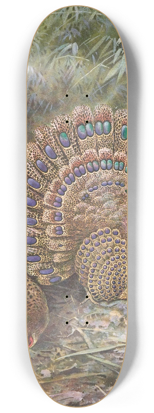 George Edward Lodge - Malay Peacock Pheasant 8.25 inch art skate deck