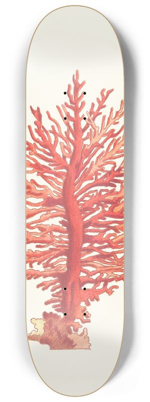 George Shaw - Pinnated Gorgonia 8.25 inch art skate deck
