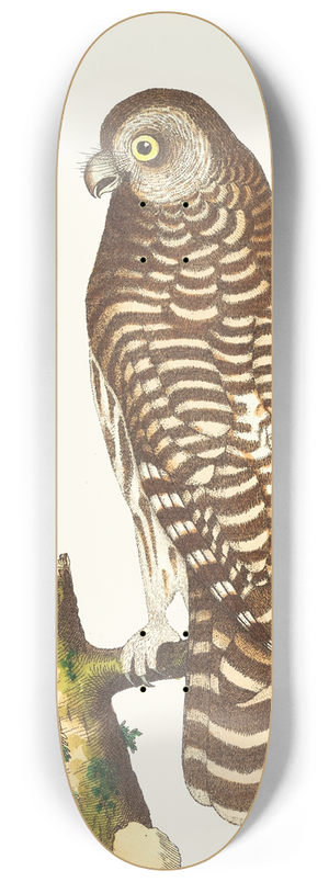 George Shaw - THE CLOUDED OWL 8.25 inch art skate deck