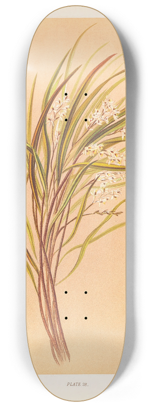 Georgina Burne Hetley - Earina Mucronata 8.25 inch art skate deck