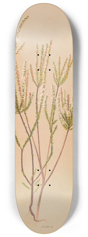 Georgina Burne Hetley - Epacris Microphylla 8.25 inch art skate deck