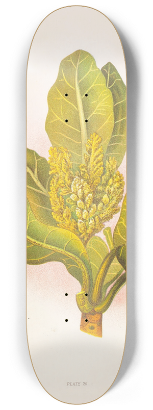 Georgina Burne Hetley - Meryta Sinclairii 8.25 inch art skate deck