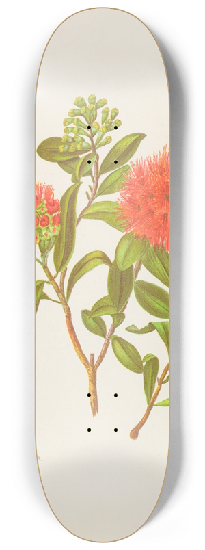 Georgina Burne Hetley - Meterosideros Florida 8.25 inch art skate deck