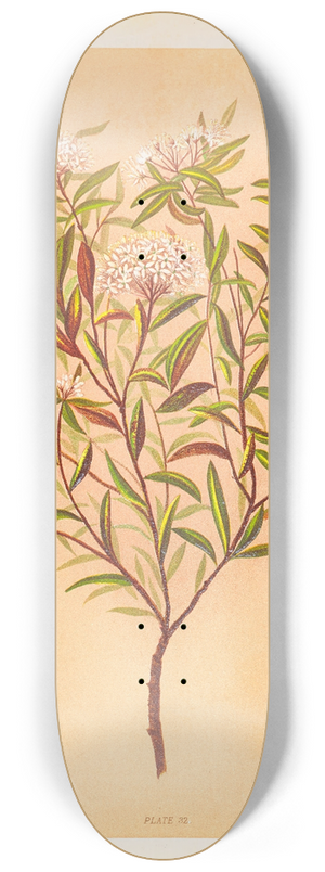 Georgina Burne Hetley - Phebalium Nudum 8.25 inch art skate deck