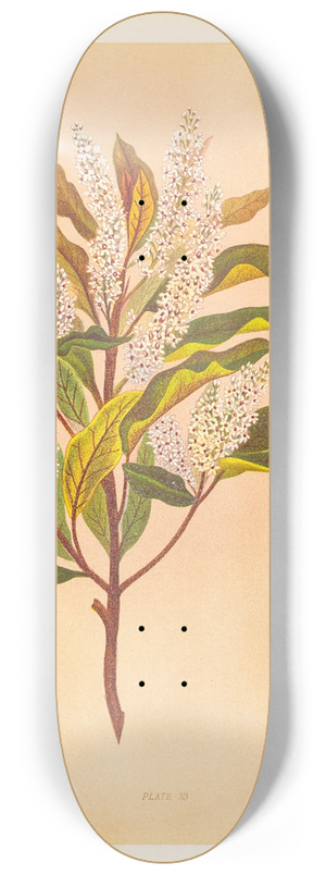 Georgina Burne Hetley - Quintinia Serrata 8.25 inch art skate deck