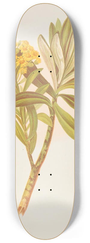 Georgina Burne Hetley - Senecio Huntii 8.25 inch art skate deck