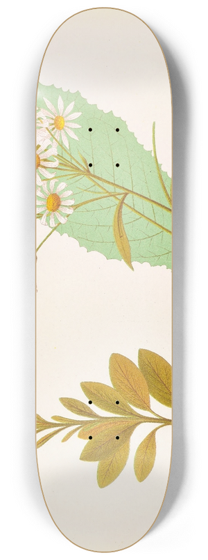 Georgina Burne Hetley - Senecio Robusta, Senecio Hectori 8.25 inch art skate deck