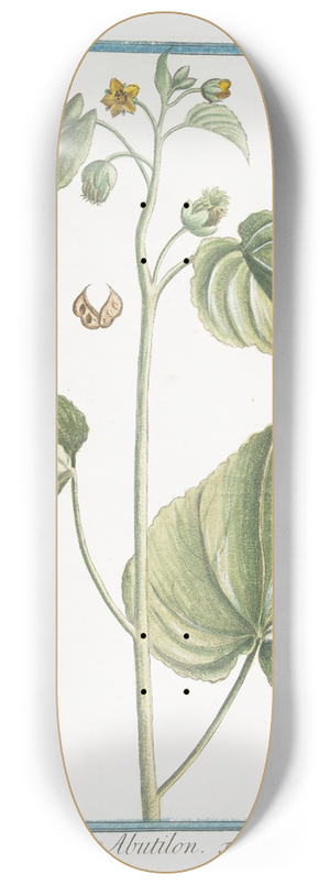 Giorgio Bonelli - Abutilon. (Flowering Maples) 8.25 inch art skate deck