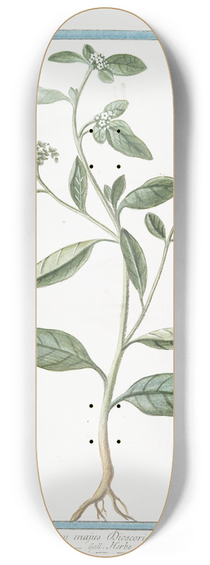 Giorgio Bonelli - Heliotropium majus Discoridi  Elitropia  Herbe aux verrues. (Heliotrope, Cherry pie) 8.25 inch art skate deck
