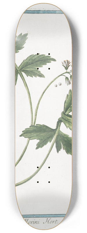 Giorgio Bonelli - Hydrophyllon Morini Hort 8.25 inch art skate deck