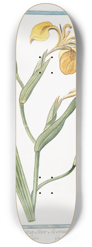 Giorgio Bonelli - Iris palustris, lutea, sive Acorus adulterinus  Acoro falso  LIris, ou Flambe. (Yellow giglio) 8.25 inch art skate deck