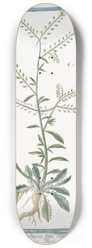 Giorgio Bonelli - Lepidium, sive Tberis herbacea, foliis Lanceolatis acuminatis  Tberis. (Garden Cress) 8.25 inch art skate deck