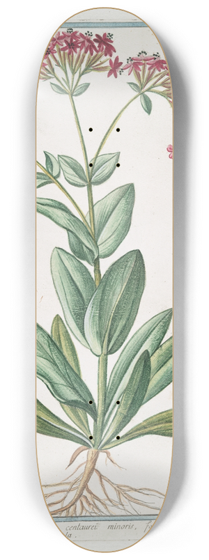 Giorgio Bonelli - Lychnis umbellifera montana centaurei minoris, floribus, simplicibus, rubris  Muscipula  Lichnis.(Catchfly) 8.25 inch art skate deck
