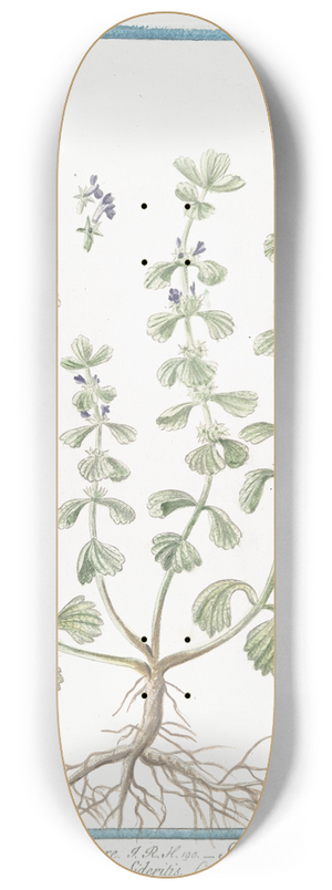 Giorgio Bonelli - Marrubiastrum vulgare  Sideritis Alsines Trissaginis folio  Sideritis  Marrubiastro. (Ironwort) 8.25 inch art skate deck