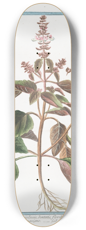 Giorgio Bonelli - Ocimum, foliis ex viridi violaceis, dentatis, floribus suave rubentibus  Basilico sanguigno  Basillic. (Basil) 8.25 inch art skate deck