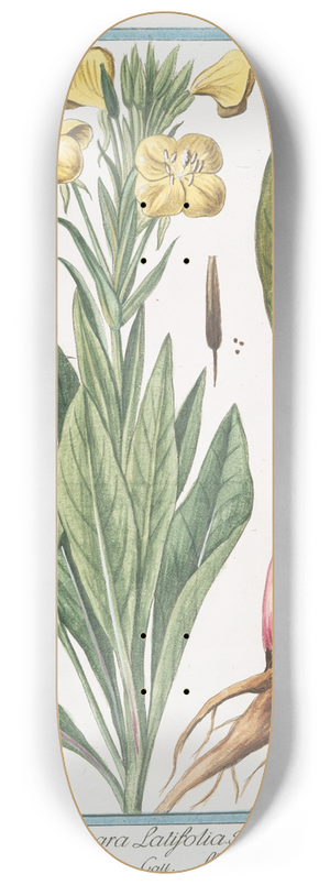 Giorgio Bonelli - Onagra latifolia  Onagra  LHerbe aux Anes. (Primerose) 8.25 inch art skate deck