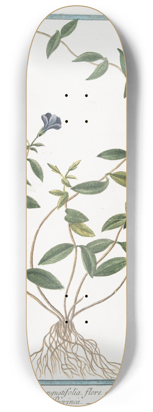 Giorgio Bonelli - Pervinca vulgaris, angustifolia, flore coeruleo  Provenca, o Provinca  Pervenche. (Periwinkle) 8.25 inch art skate deck