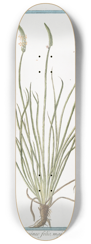 Giorgio Bonelli - Plantago gramineo folio, major 8.25 inch art skate deck