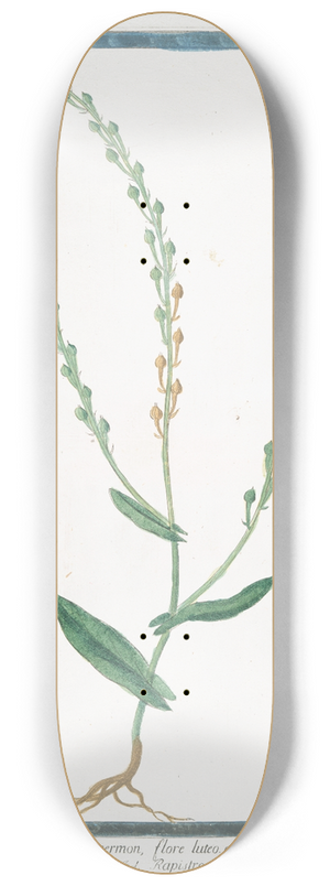 Giorgio Bonelli - Rapistrum monospermon, flore luteo  Rapistro 8.25 inch art skate deck