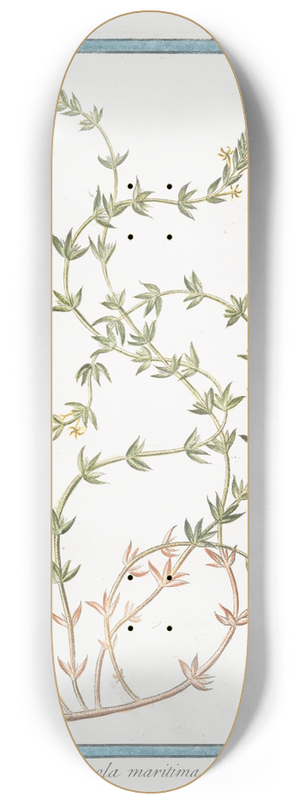 Giorgio Bonelli - Rubeola maritima 8.25 inch art skate deck