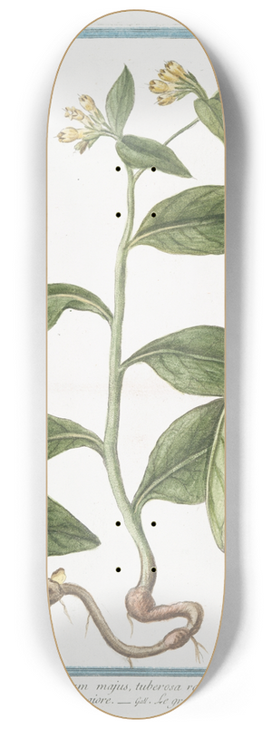 Giorgio Bonelli - Symphytum majus, tuberosa radice  Consolida maggiore  Le Grande Consoude. (Common Comfrey) 8.25 inch art skate deck