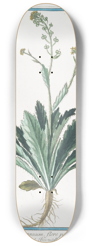 Giorgio Bonelli - Thlaspidium annuum, flore pallide luteo  Biscutella. (Buckler mustard) 8.25 inch art skate deck