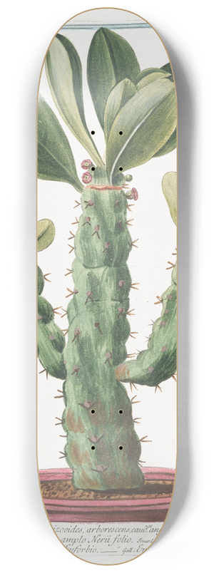 Giorgio Bonelli - Tithymalus, aizooides,arborescens, caudce. angulari, spinosus, Nerii foliis. Euphorbio-Spinosum, ample Nerii folio  Euforbio  Euphorbe 8.25 inch art skate deck