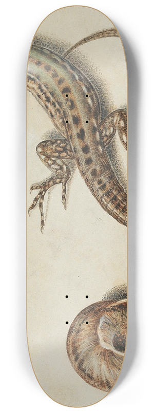 Giovanna Garzoni - A lizard with a snail and a snail shell 8.25 inch art skate deck