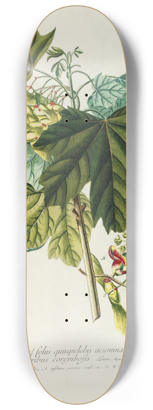 Georg Dionysius Ehret - Acer III 8.25 inch art skate deck
