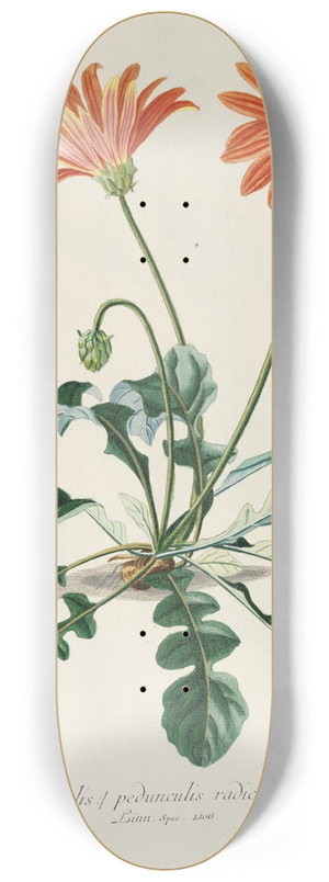 Georg Dionysius Ehret - Arctotis 8.25 inch art skate deck