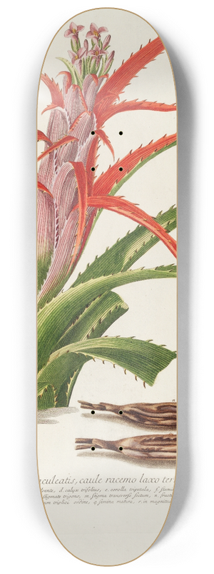 Georg Dionysius Ehret - Bromelia 8.25 inch art skate deck