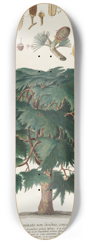 Georg Dionysius Ehret - Cedrus II 8.25 inch art skate deck