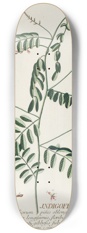 Georg Dionysius Ehret - Indigofera III 8.25 inch art skate deck