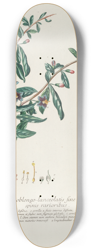 Georg Dionysius Ehret - Lycium 8.25 inch art skate deck