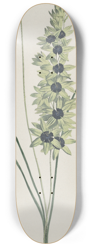 Hendrik Schwegman - Afrikaanse iris (Ixia maculata viridis) 8.25 inch art skate deck