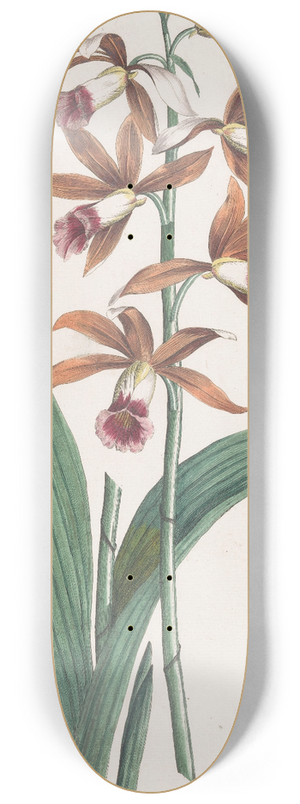 Hendrik Schwegman - Moerasorchidee 8.25 inch art skate deck