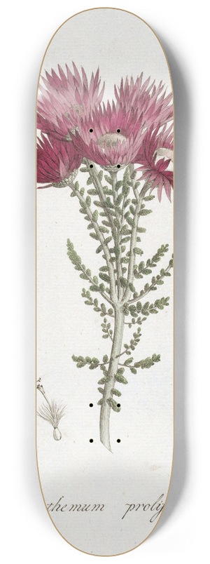 Hendrik Schwegman - Phaenocoma prolifera 8.25 inch art skate deck
