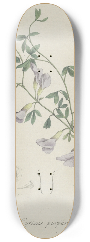Hendrik Schwegman - Purperen brem 8.25 inch art skate deck