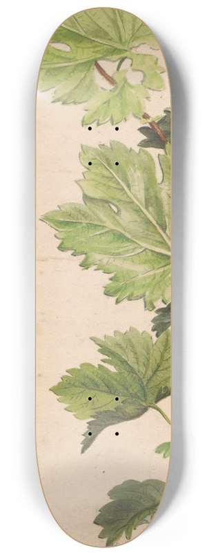 Henryka Beyer - Ivy twig and grapevine twig 8.25 inch art skate deck