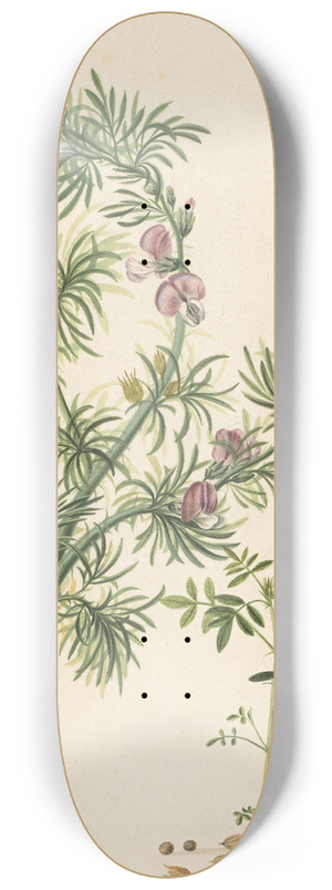 Herman Henstenburgh - Brem (Genista) 8.25 inch art skate deck