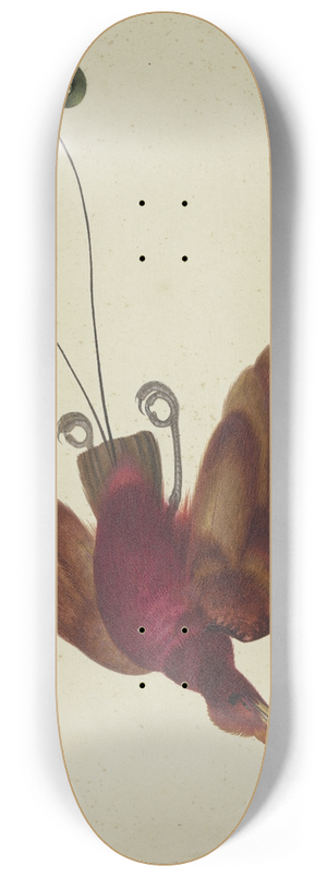 Herman Henstenburgh - Flying bird of paradise 8.25 inch art skate deck