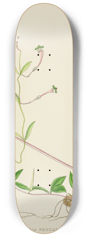 Illtyd Buller Pole-Evans - Ceropegia Rendallii 8.25 inch art skate deck