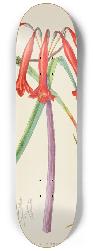 Illtyd Buller Pole-Evans - Cyrtanthus Augustifolius 8.25 inch art skate deck