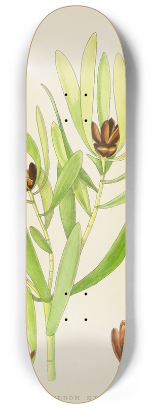 Illtyd Buller Pole-Evans - Leucadendron Stokoei 8.25 inch art skate deck