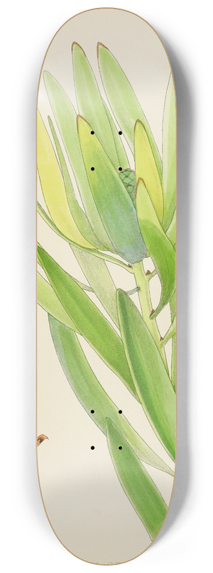 Illtyd Buller Pole-Evans - Leucadendron Stokoei. (Female) 8.25 inch art skate deck