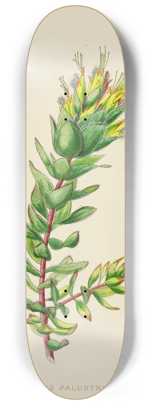 Illtyd Buller Pole-Evans - Mimetes Palustris 8.25 inch art skate deck