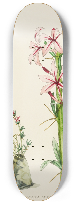 Illtyd Buller Pole-Evans - Pachypodium Succulentum 8.25 inch art skate deck