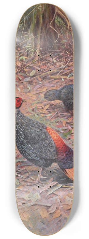 George Edward Lodge - Bornean Crestless Fireback 8.25 inch art skate deck